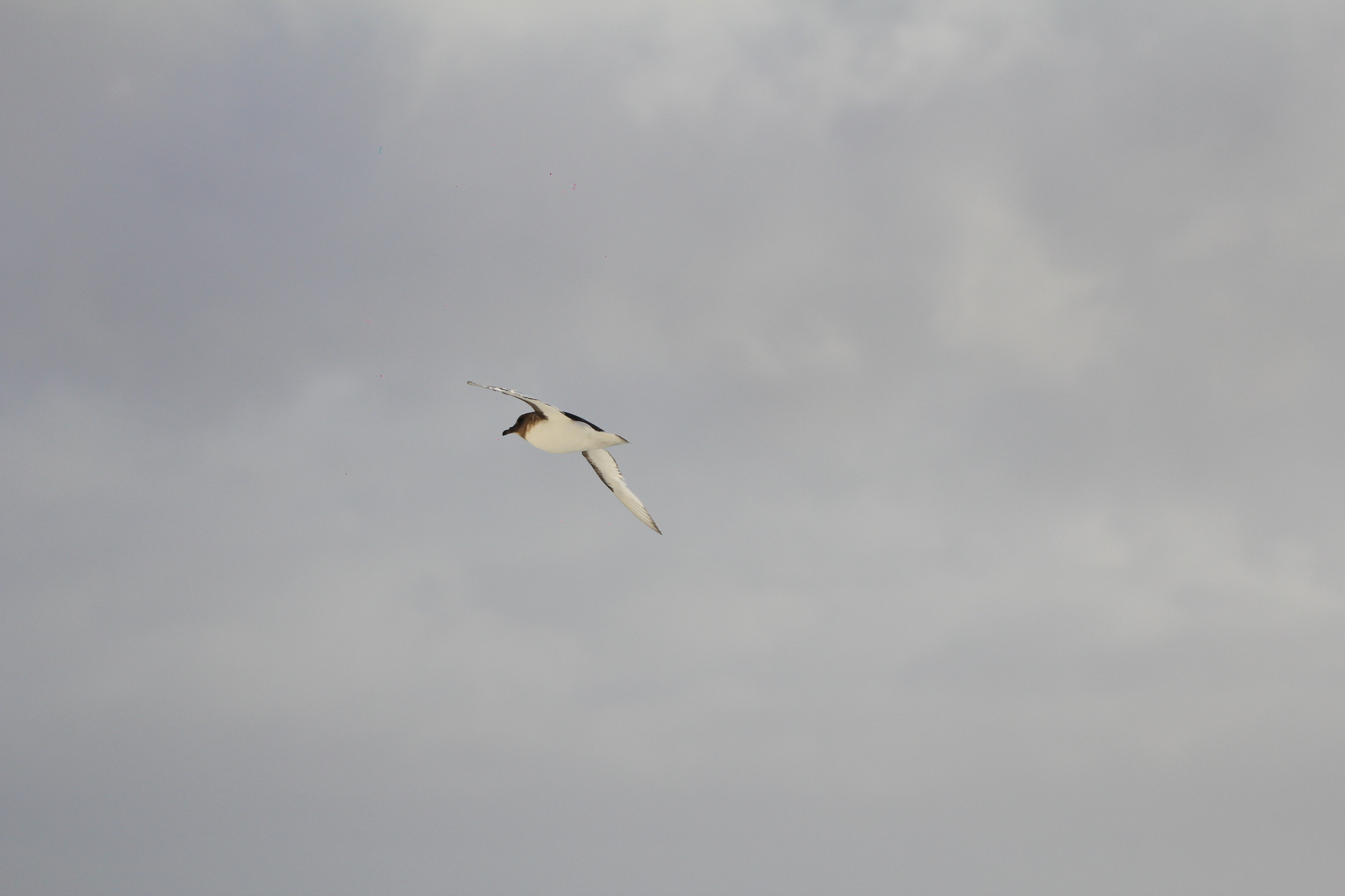 Antarctic Petrel (Thalassoica antarctica), photo 9
