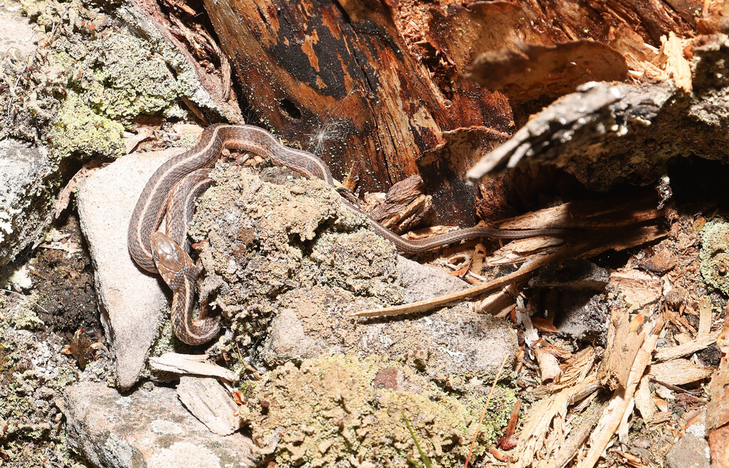 Eastern Garter Snake from Lacawac Sanctuary, Sanctuary Road, Lake Ariel ...