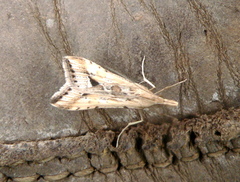 Diasemia monostigma