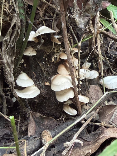 Crepidotus observed 2026-02-01