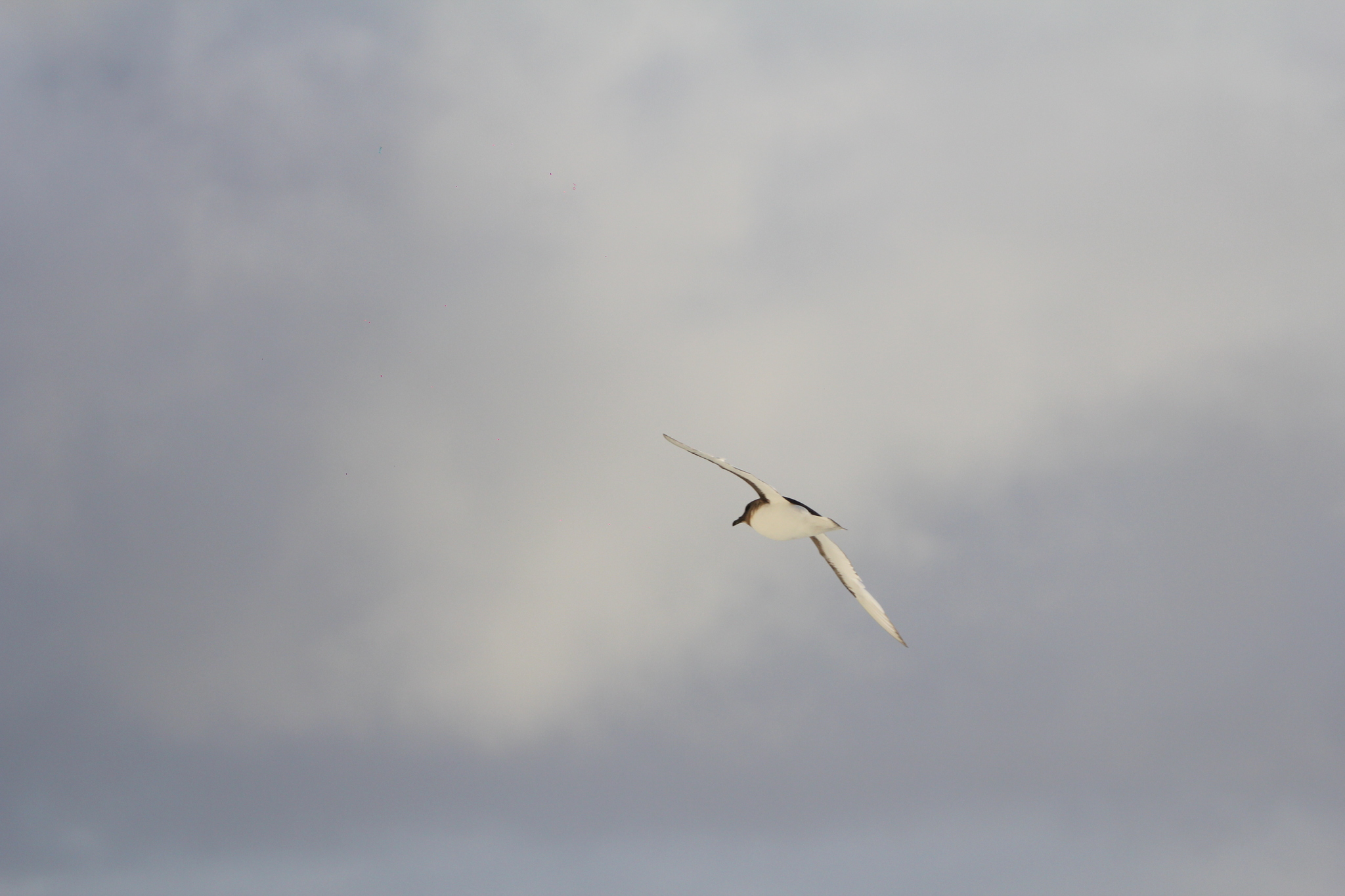 Antarctic Petrel (Thalassoica antarctica), photo 10