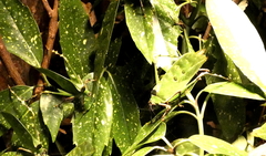 Phylliidae