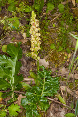Orchis anthropophora