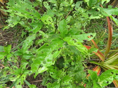 Cordia alliodora