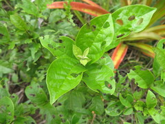 Cordia alliodora