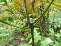 Cordia alliodora