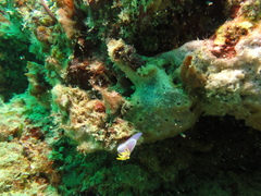 Hypselodoris apolegma