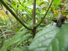 Cordia alliodora