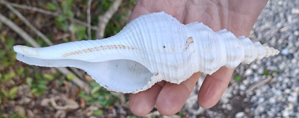 Tulip and Spindle Shells from Islamorada, FL, USA on February 1, 2026 ...