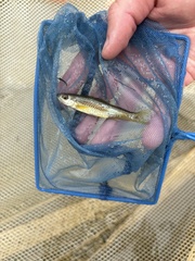 Cape Fear Shiner photo 1