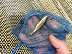 Cape Fear Shiner photo 2