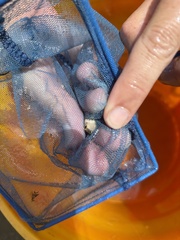 Cape Fear Shiner photo 3