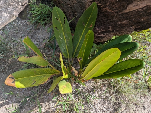 Philodendron callosum, photograph 5