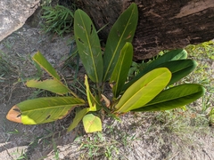 (c) portioid, some rights reserved (CC BY) Philodendron callosum, photograph (c) portioid, some rights reserved (CC BY)