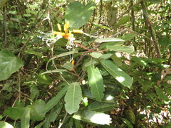 Steriphoma peruvianum