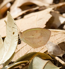 Eurema daira eugenia
