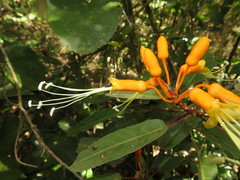 Steriphoma peruvianum