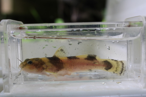 Carolina madtom (Noturus furiosus) — Ictaluridae