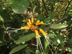 Steriphoma peruvianum