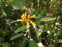 Steriphoma peruvianum