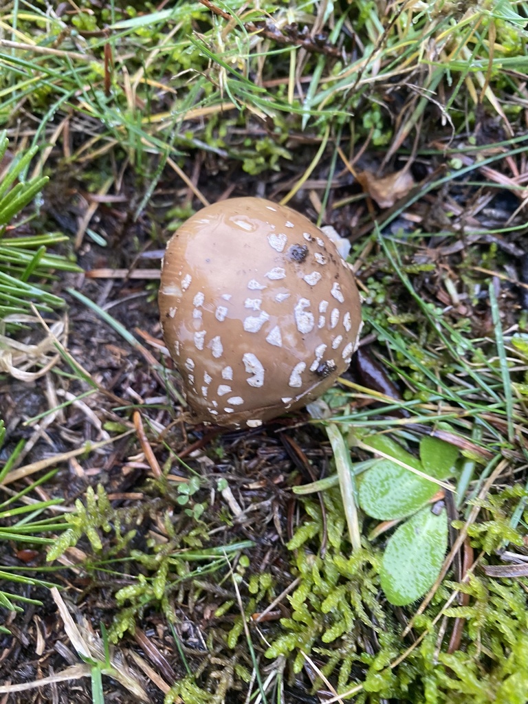 Amanita pantherinoides · January 2026 · photo: © rockcollector (iNaturalist, cc-by)
