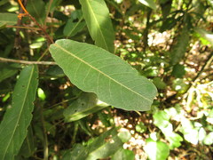 Steriphoma peruvianum