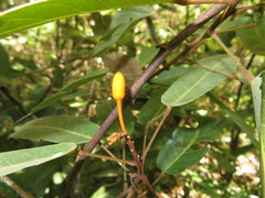 Steriphoma peruvianum