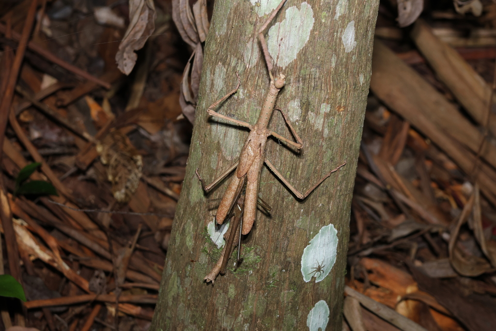 Acrophylla cookorum from Mount Glorious QLD 4520, Australia on February ...