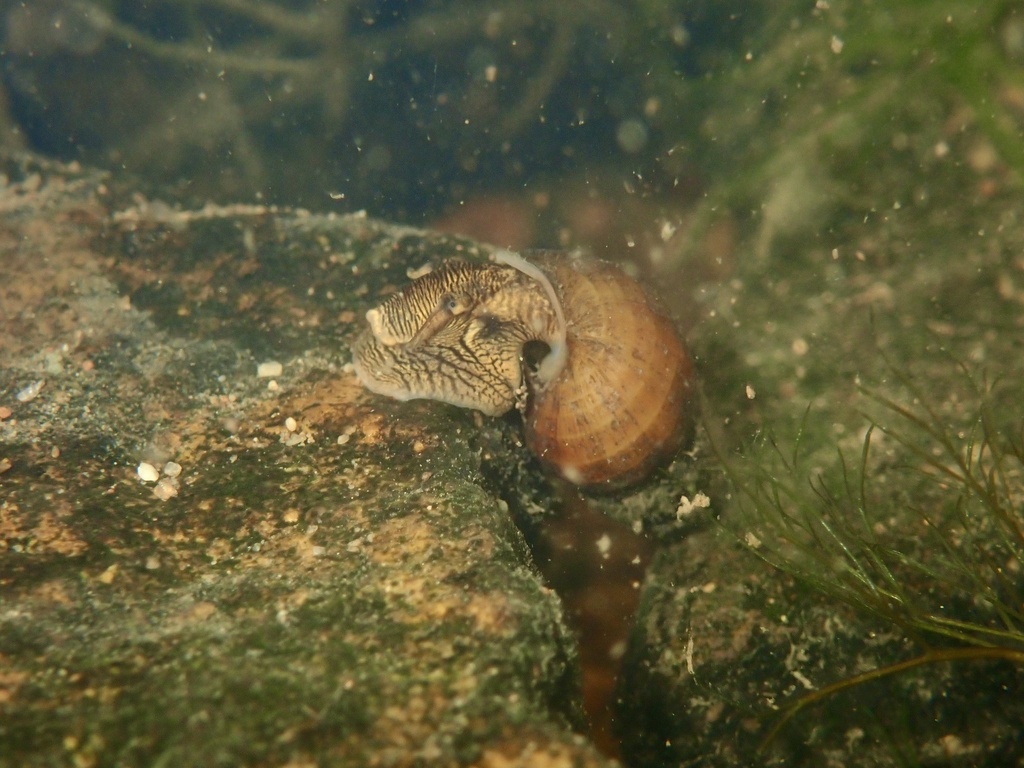 Gravel Elimia