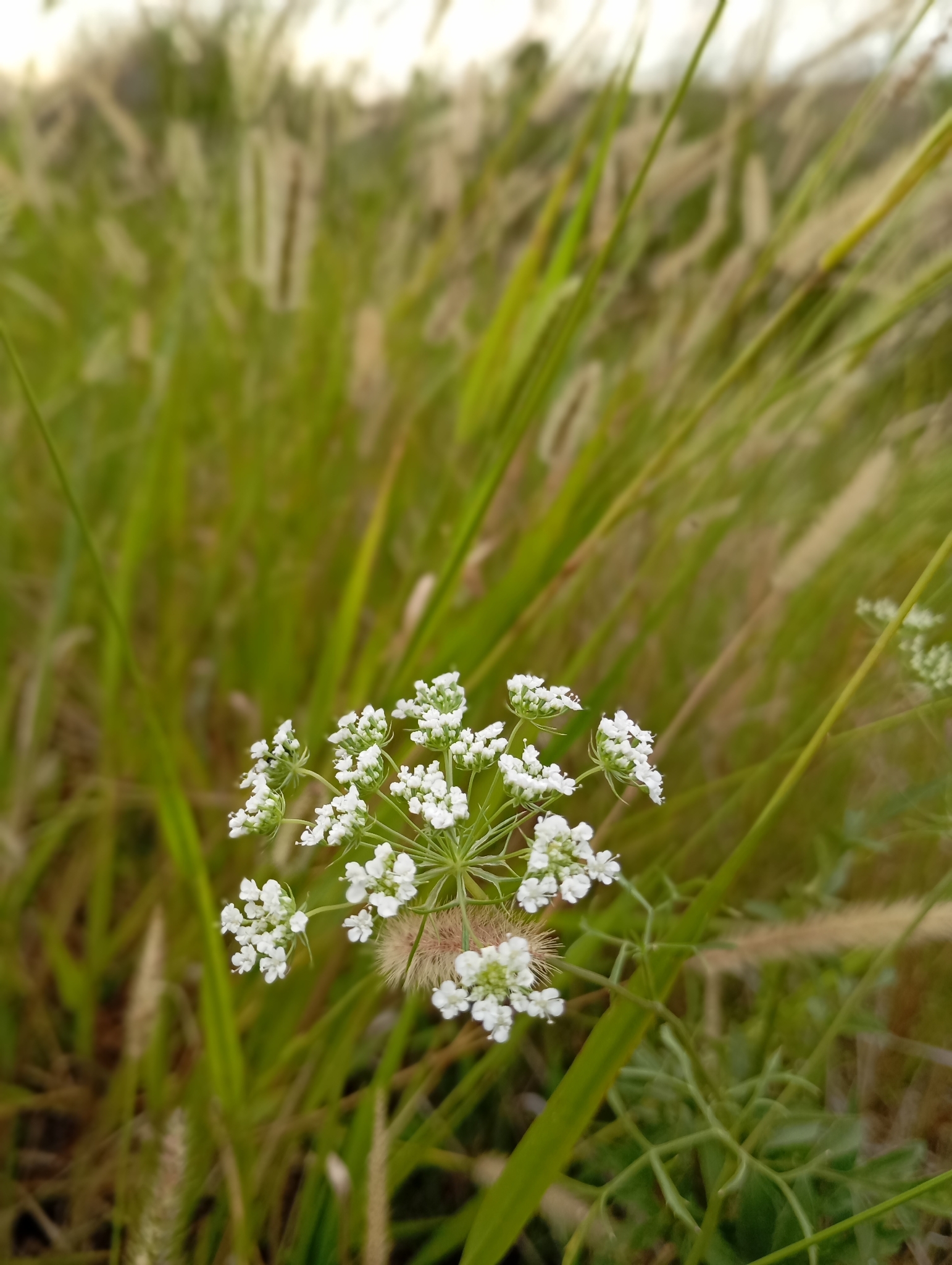 Imagem de Bisnaguinha-do-campo