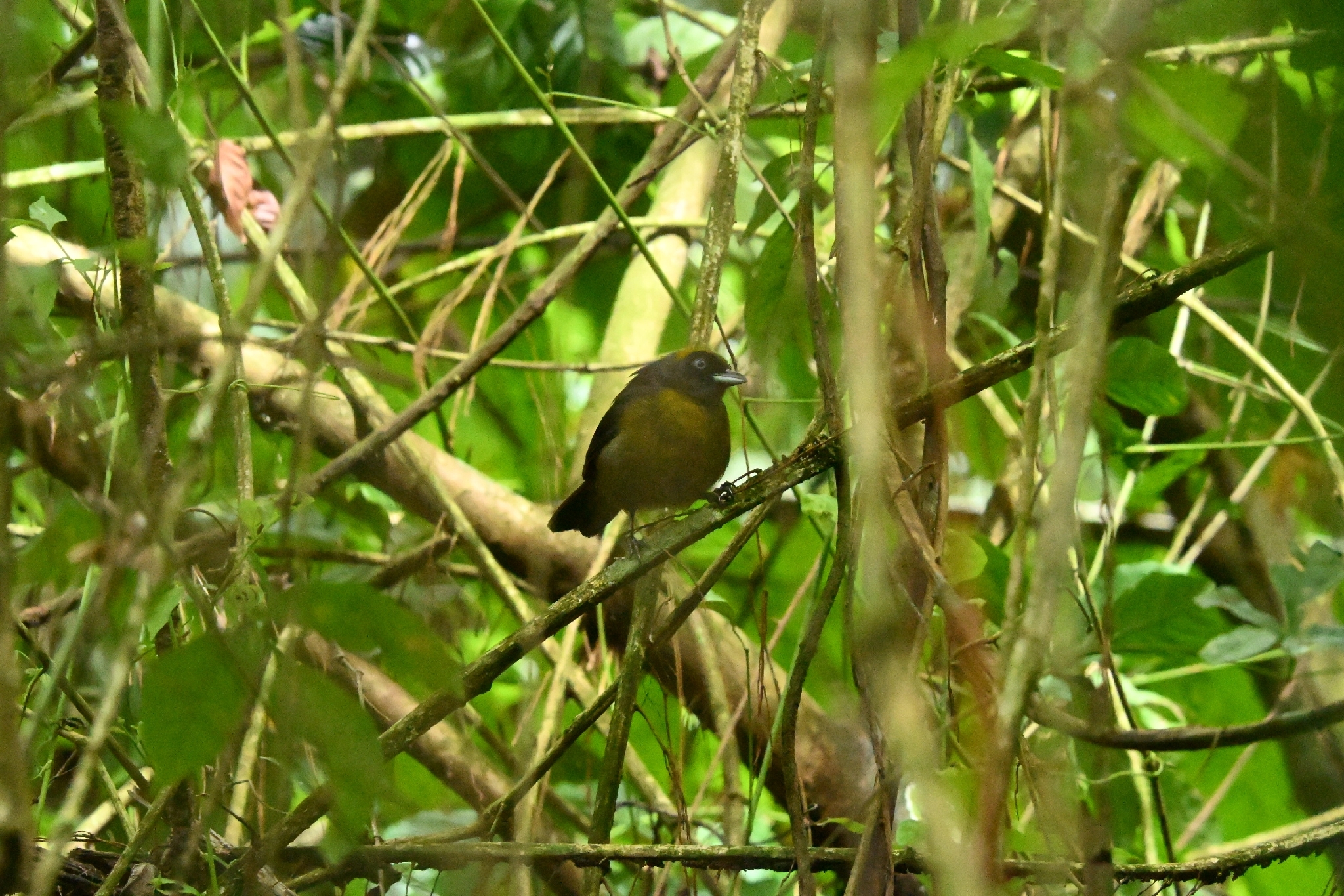 Dusky-faced Tanager (Mitrospingus cassinii), photo 3
