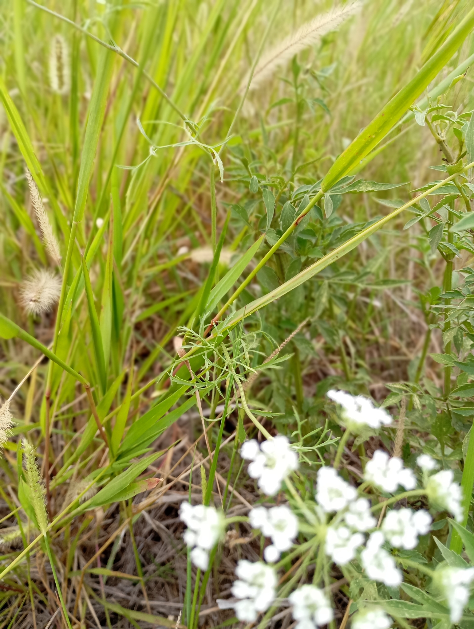 Imagem de Bisnaguinha-do-campo