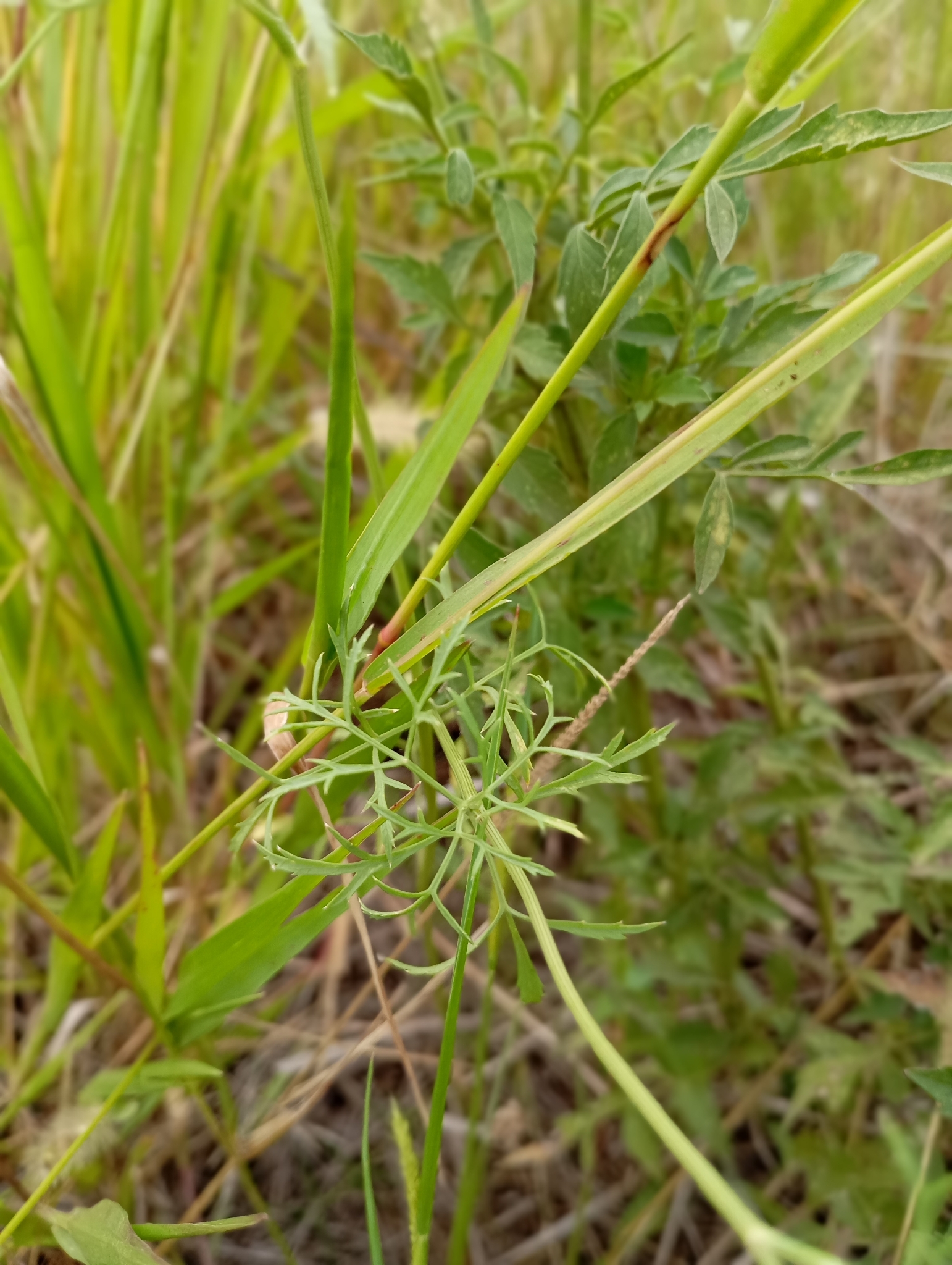 Imagem de Bisnaguinha-do-campo