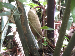 Anthurium plowmanii