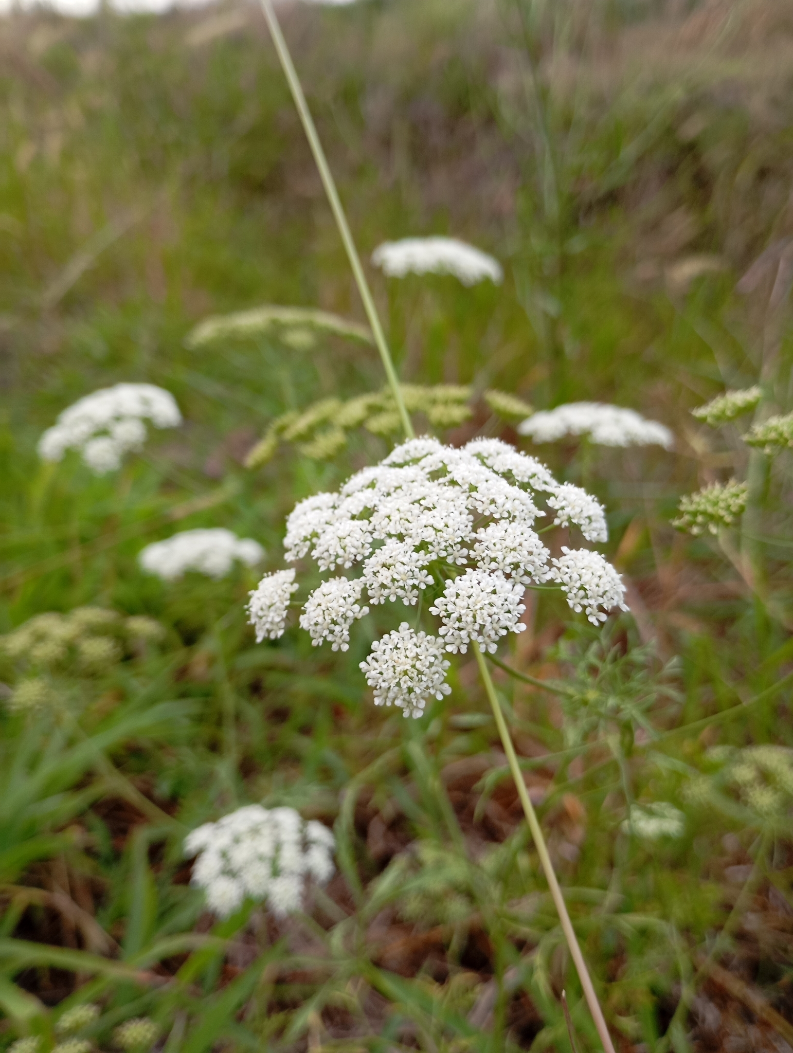 Imagem de Bisnaguinha-do-campo