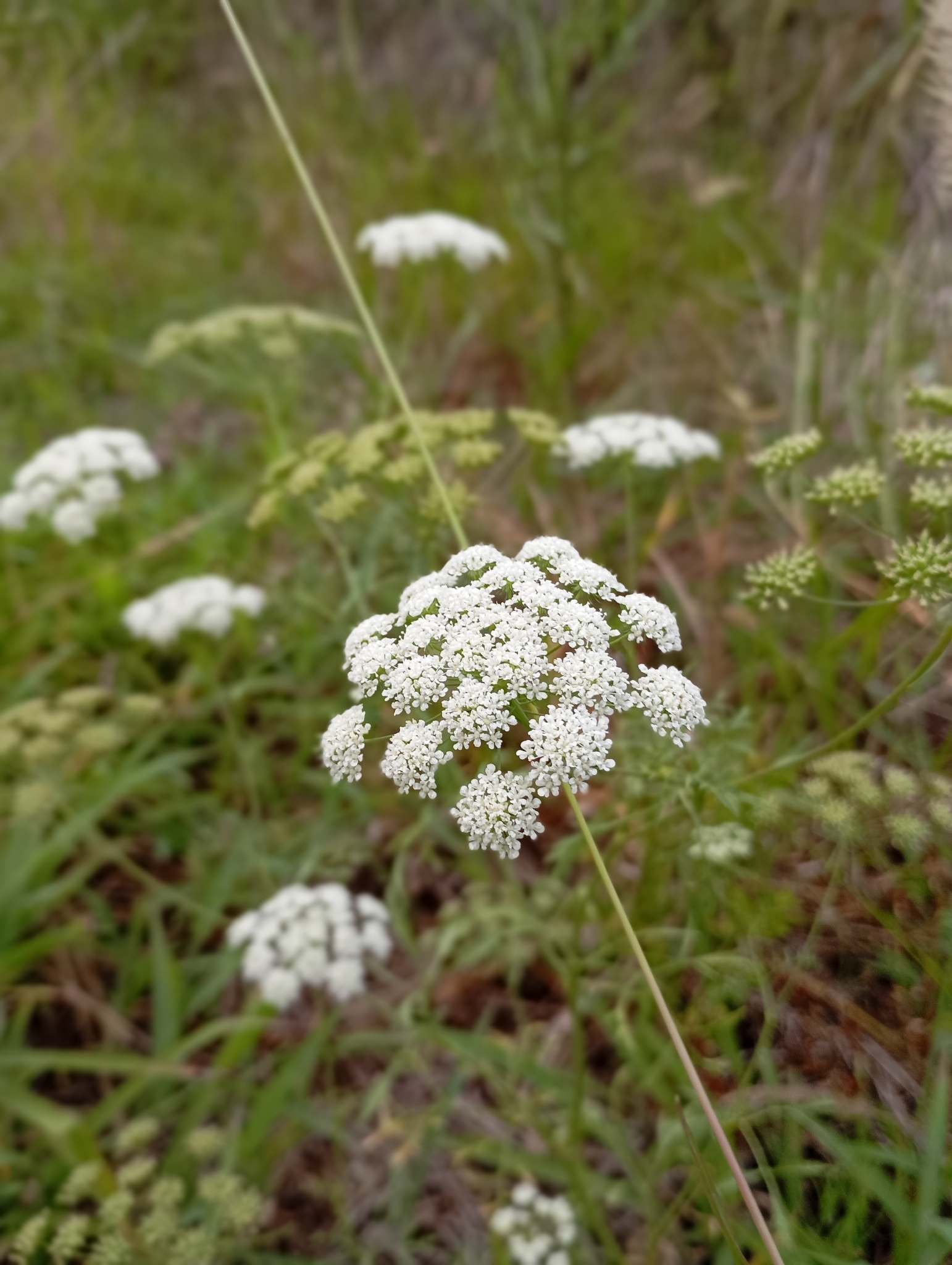 Imagem de Bisnaguinha-do-campo