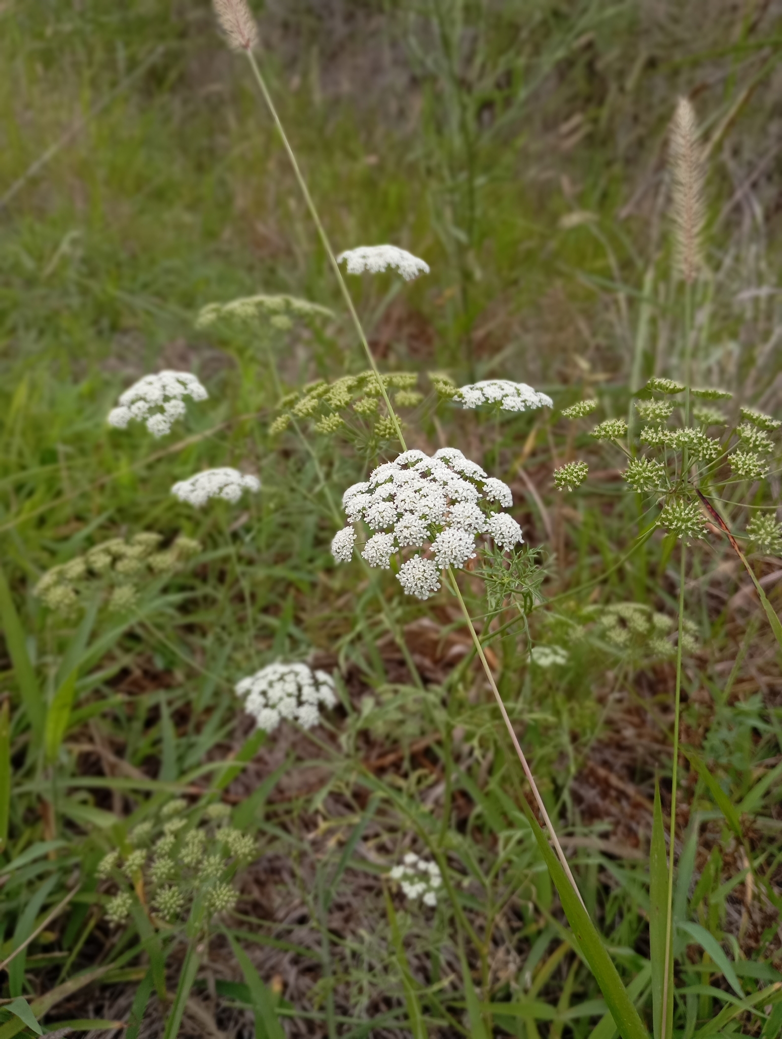 Imagem de Bisnaguinha-do-campo
