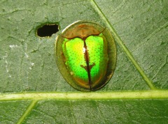 Coptocycla dolosa