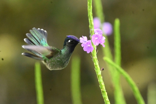 Violet-headed Hummingbird (Klais guimeti), photo 9