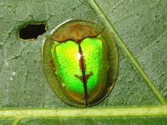 Coptocycla dolosa