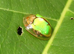 Coptocycla dolosa