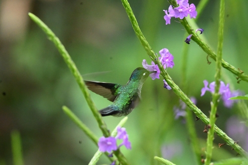 Violet-headed Hummingbird (Klais guimeti), photo 10