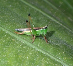 Conocephalus melaenus