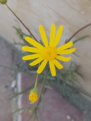 Senecio glaucus