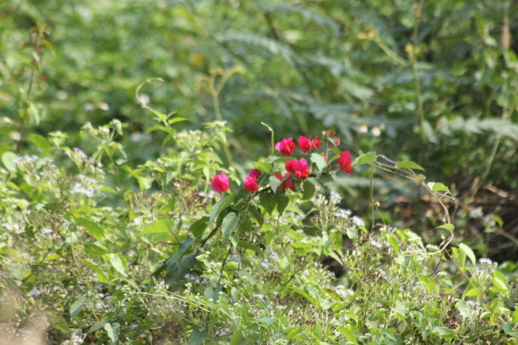 Bougainvillea spectabilis – Bougainvillea spectabilis