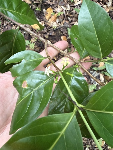 Cyclophyllum barbatum observed 2026-01-15
