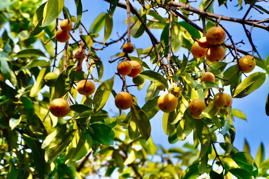 Garcinia cowa (Garcinia cowa)