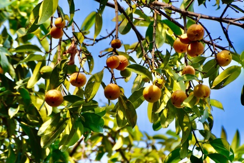 Cowa Fruit (Garcinia cowa)