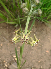 Miraglossum pulchellum