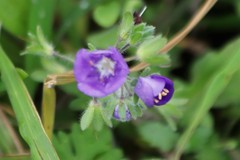Phacelia patuliflora